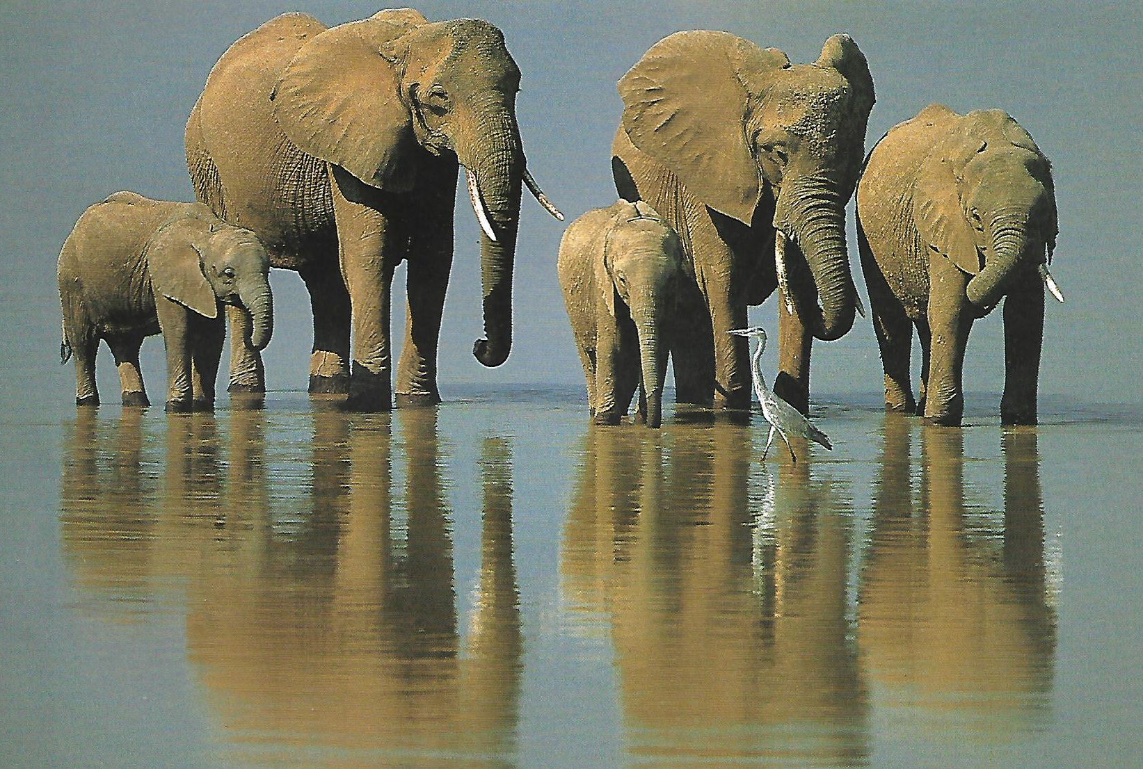 Elephants Watering, acrylic painting by People's Choice Winner Jenny Kennish
